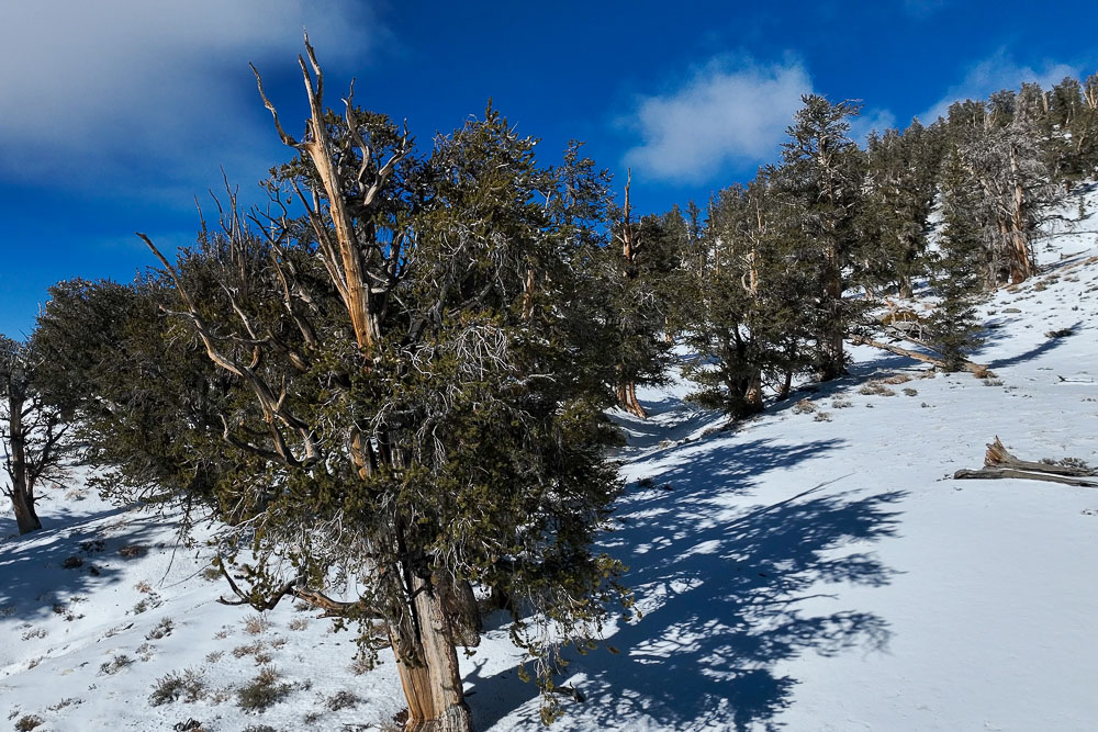 bristlecone pine in snow