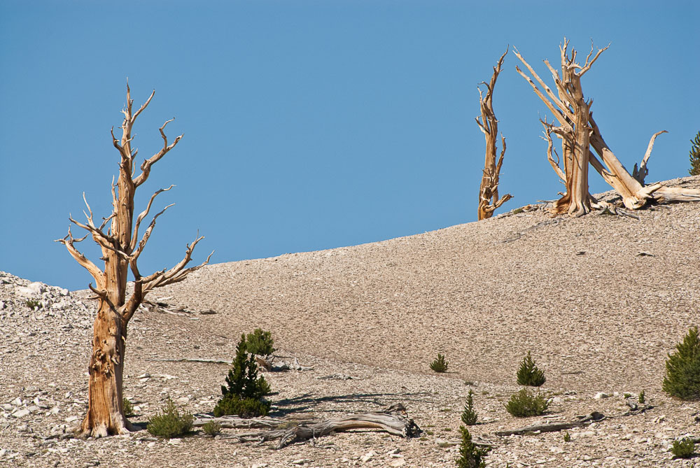 bristlecone pines
