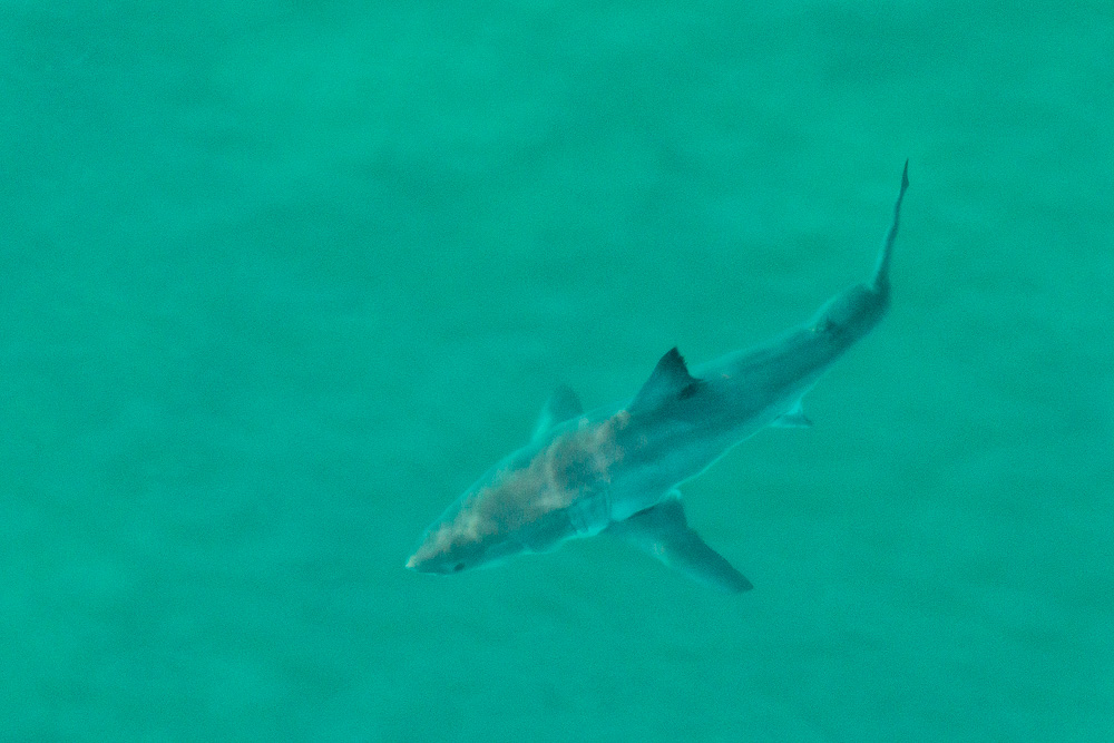 great white shark from above in aqua waters