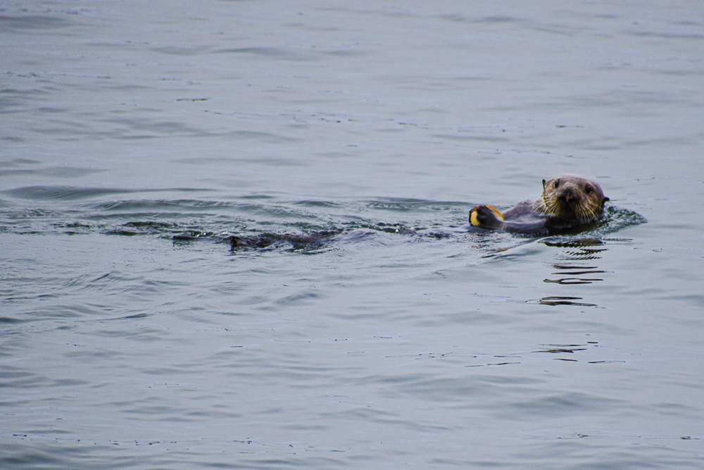 my daughters photo of a sea otter in morro bay