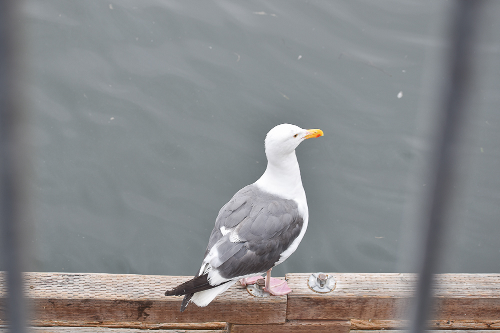 seagull perched at dock at morro bay
