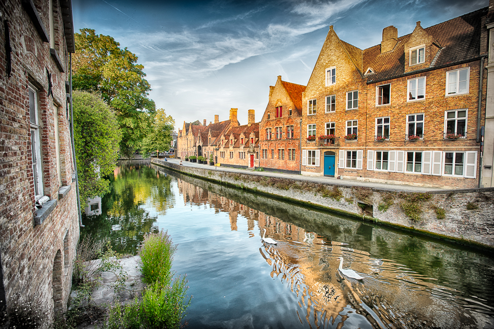 two swans on canal next to old buildings in brugge belgium