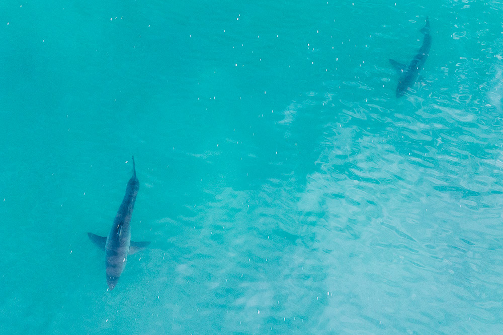two great white sharks in blue waters from above