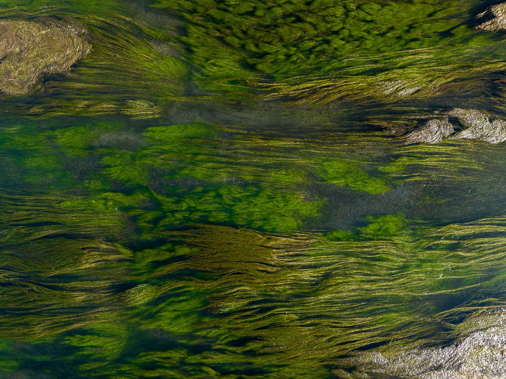 whirling green water plants in hot creek in mammoth lakes california