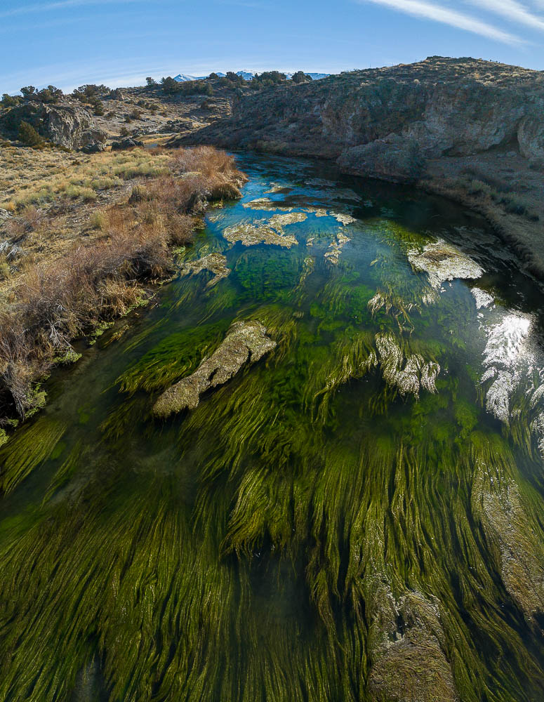 whirling green water plants in hot creek view south east